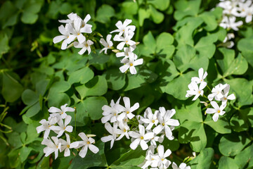 Oxalis articulata - White oxalis plant