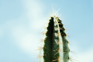 Beautiful prickly cactus on a background of blue sky. Fresh succulent cactus closeup. Green plant cactus with spines. Selective focus