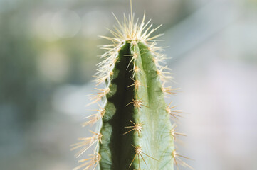 Beautiful prickly cactus on a blurry green background. Selective focus.