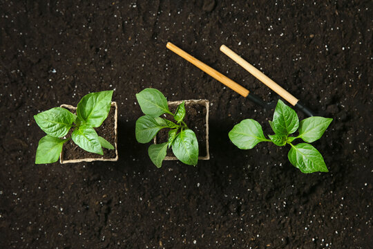 Green pepper seedlings and gardening tools on soil, flat lay
