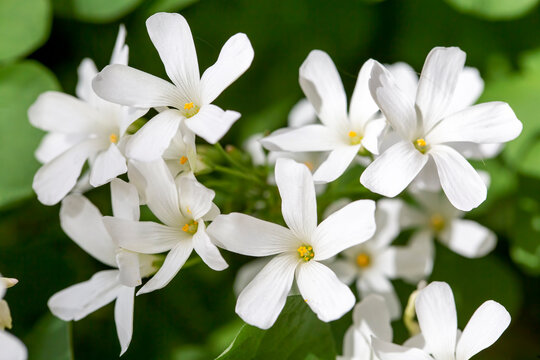 Oxalis articulata - White oxalis plant