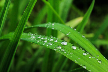 leaves after rain drops of water, nature