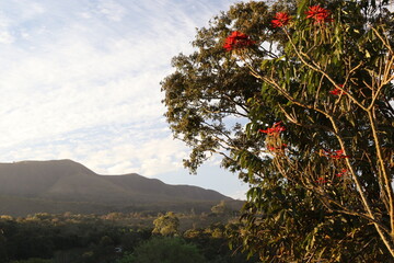 blossom tree landscape