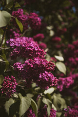 Bright lilac flowers, flowering lilac shrub in spring time