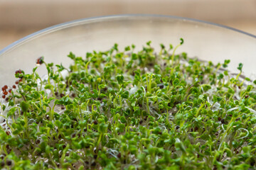 Sprouting tower tray with tuscan kale seeds. Germinating and growing fresh microgreens in a sprouter at home for maintaining a healthy diet. Vitamin and mineral rich addition to everyday meals. 