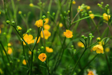 yellow flowers for the background