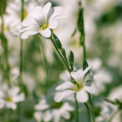 biełe kwiaty