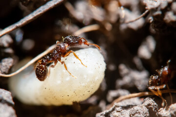 macro photography of an anthill with white larvae and detailed ants.