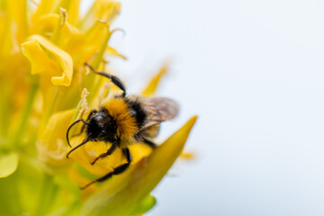 bee on yellow flower with white copy space 