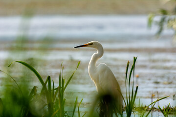 White heron on the hunt by the lake