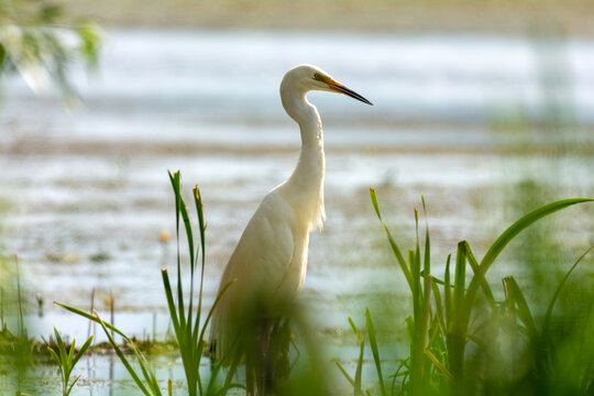 White heron on the hunt by the lake