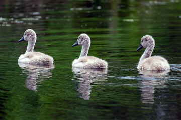 Young swans on the lake