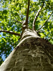 Tree picture from bottom