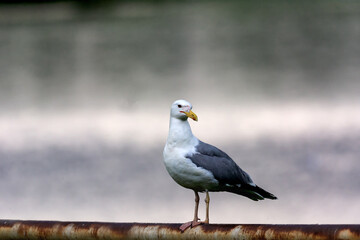 Silver Martin on the lake, Larus argentatus