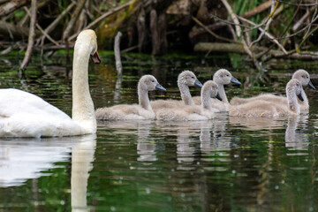 A large white swan with babies swims on the lake