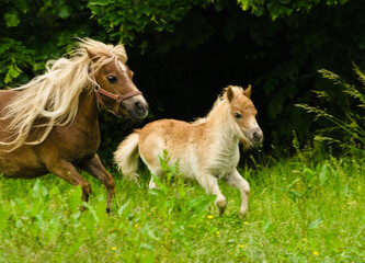 Fototapeta premium A very small and cute foal of a chestnut shetland pony, near to it`s mother, galoping in the meadow