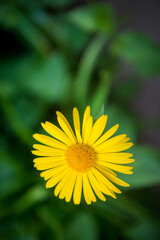 Beautiful yellow flower, Yellow flower in the garden. yellow little flower on green grass