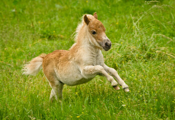 Naklejka na ściany i meble A newborn small chestnut foal of a shetland pony is galloping cheerful alone in the meadow