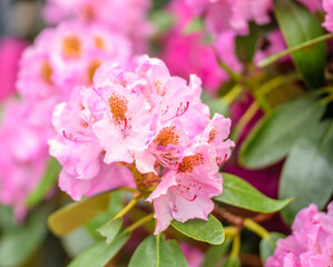 Pale pink rhododendron flowers close-up on a summer day