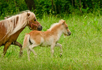 Naklejka na ściany i meble A very small and cute foal of a chestnut shetland pony, near to it`s mother, galoping in the meadow