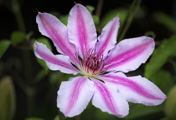 Fototapeta premium image of flower summer garden