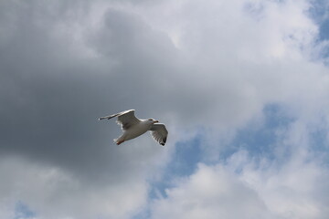 A white flying bird in the sky. 
