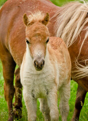 A very small and cute foal of a chestnut shetland pony, near to it`s mother, standing close and looking into the camera