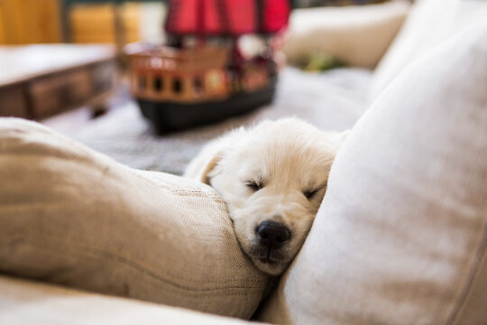 English Cream Golden Retriever sleeping on white sofa