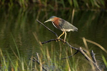 Green Heron poised, foraging lakeside among tall grasses and perched for success, isolated and showing-off gorgeous plumage