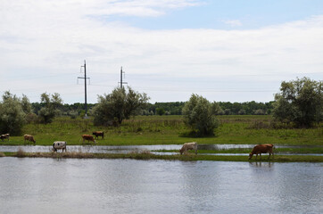 Cows on the river