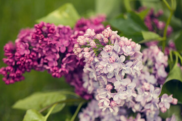 Fototapeta na wymiar purple lilac branch in the garden selective focus