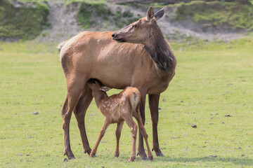 Naklejka na ściany i meble Baby Elk feeding from Mother