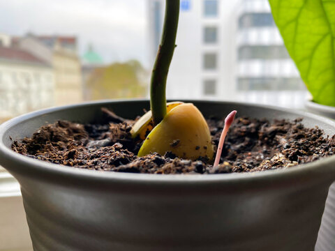 Avocadopflanze mit einem kleinen Spross