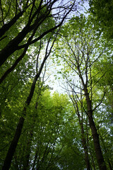 Deep green beech forest in Stechlin conservation area, Brandenburg Germany                                         