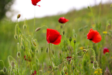 Obraz premium Blooming red poppy flowers in field on spring day
