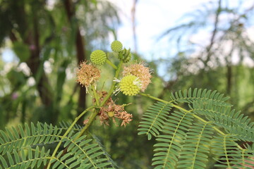 Plantas