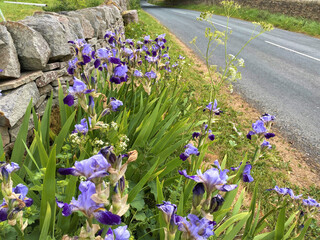 Purple irises, next to a dry stone wall in, Lothersdale, Keighley, UK