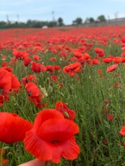 Fototapeta premium red poppy field
