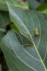 A close up to a green spider eating an ant