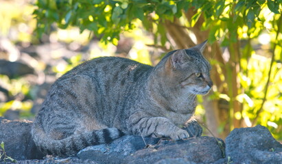 Obraz premium cat in the grass