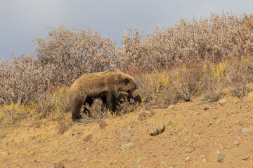 Grizzly Bear in Denali National Park Alaska