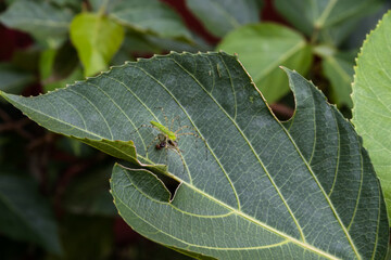 green leaf with a green spider