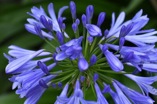 Diana photos images assets Adobe Stock Diana photos images assets Adobe Stock