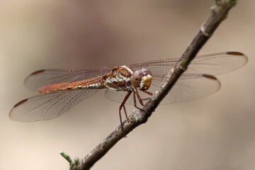 dragon-fly Orthemis aequilibrium (red morpho) perched on a branch