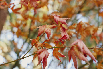 red maple leaves