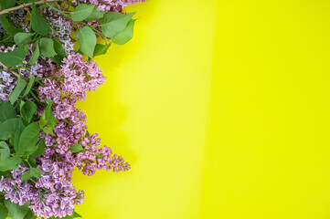 Lilac on a yellow background. Free space.