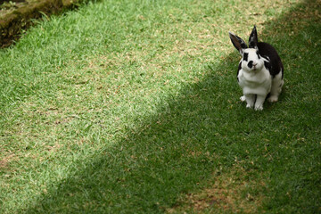 white  with black rabbit  in the garden