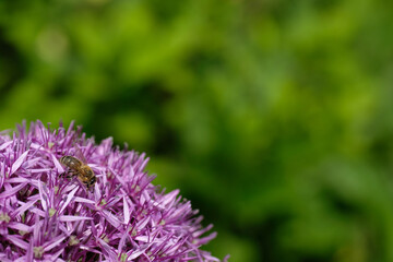 Allium cristophii, the Persian onion or star of Persia; is a species of flowering plant in the family Amaryllidaceae. Bee on a purple flower on a green background.