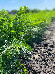 Seedlings of organic carrots in the vegetable garden. Concept of agriculture, farming.