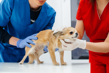 In a modern veterinary clinic, a thoroughbred Chihuahua is examined and treated on the table. Veterinary clinic
